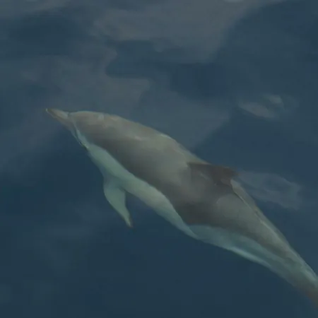 Nyaraló In Oasis Tropicale Corralejo