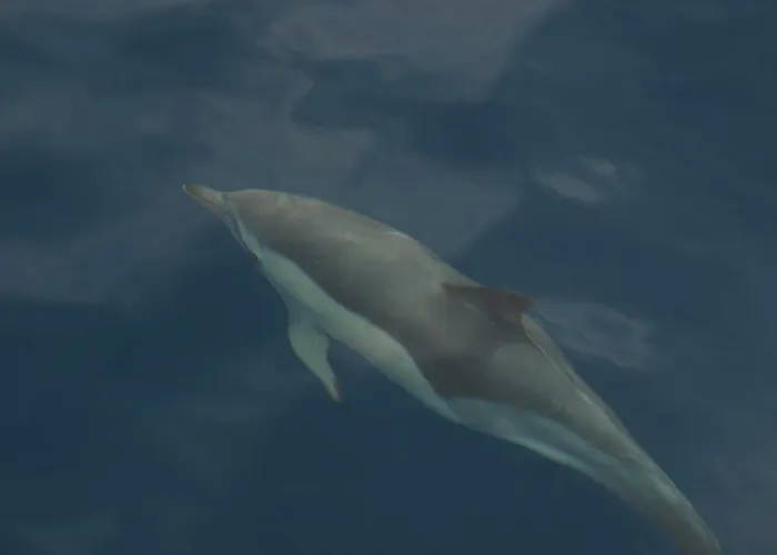 Nyaraló In Oasis Tropicale Corralejo